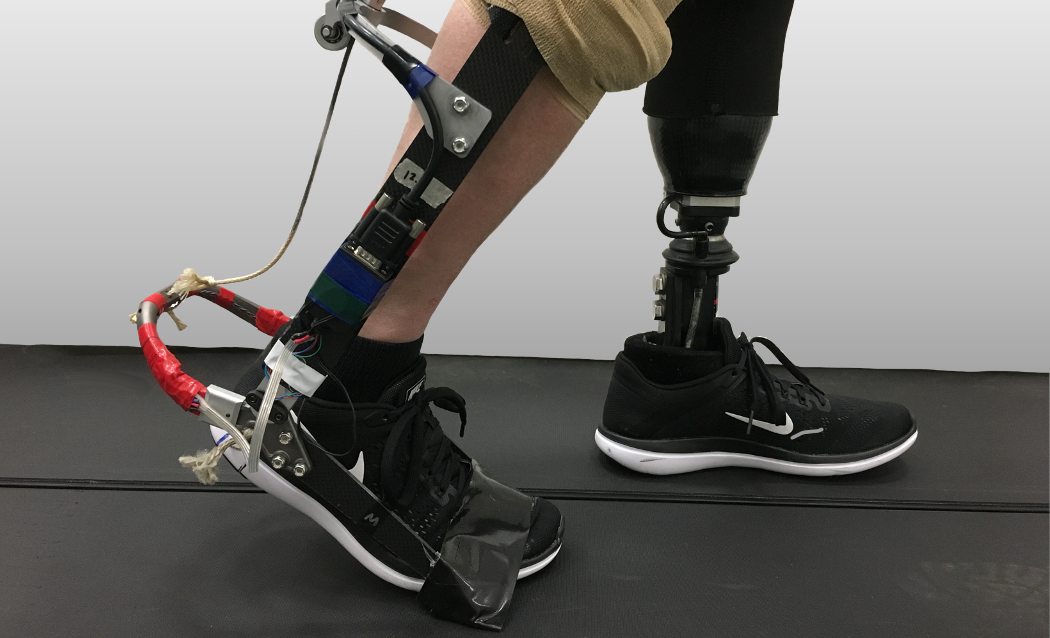 Ankle exoskeleton worn on the intact leg of a person with a below-knee amputation